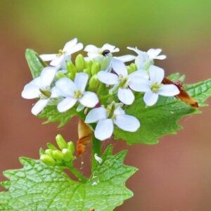 Blüten der Knoblauchsrauke