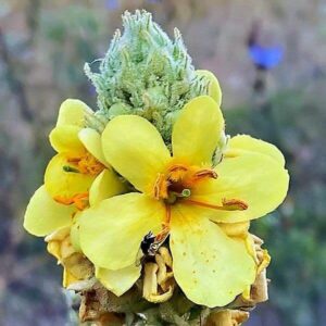 Blüten der Köngskerze