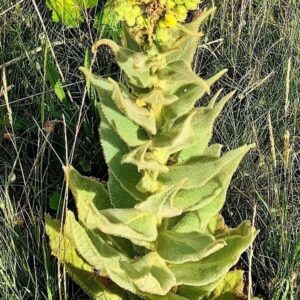 Blätter der Köngskerze