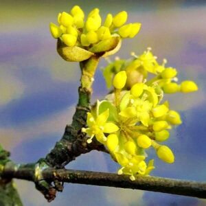 Blüten der Kornelkirsche