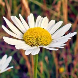 Blüte der Margerite