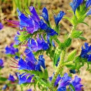 Bl&uuml;ten des Natternkopfes