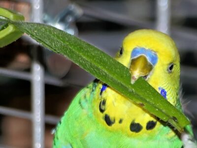Wellensittich knabbert an einem Blatt