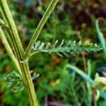 Bl&auml;tter der Schafgarbe