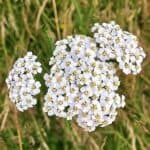 Bl&uuml;ten der Schafgarbe