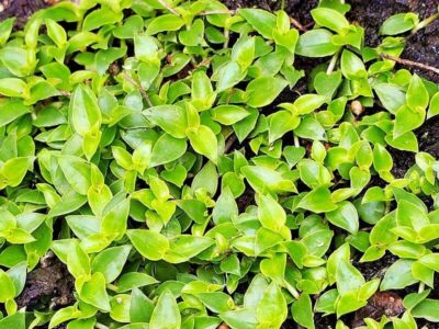 Kriechendes Schönpolster Kriechendes Schönpolster