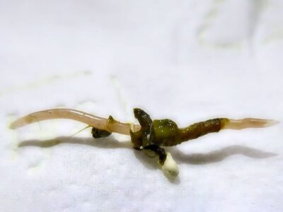 Spulwürmer Spulwürmer