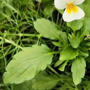 Blätter des Stiefmütterchens