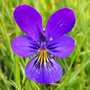 Blüte des Stiefmütterchens