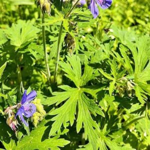 Blätter des Storchenschnabel