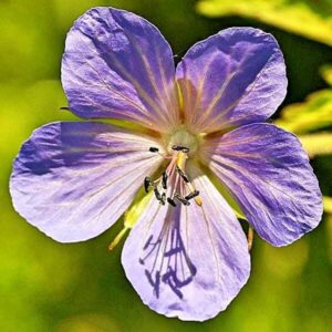 Blütes des Storchenschnabel