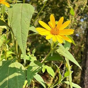 Topinambur- Blätter