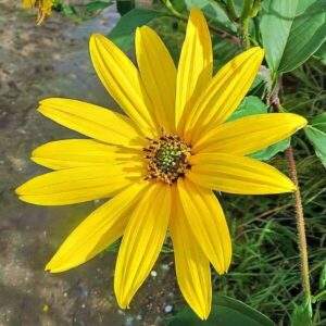 Blüte des Topinambur