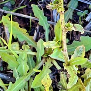 Blätter der Wegwarte