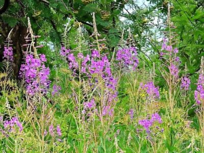 Weidenröschen Weidenröschen