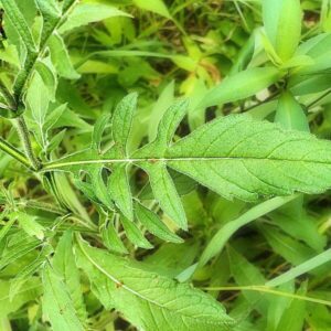 Blätter der Witwenblume