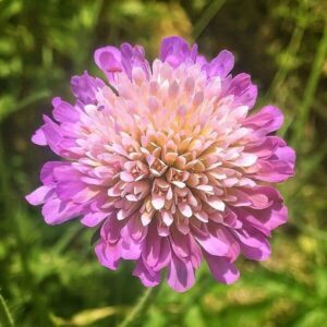 Blüte der Witwenblume