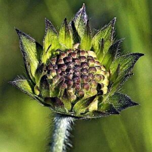 Samen der Witwenblume