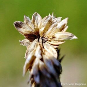 Samen des Acker-Fuchsschwanzes