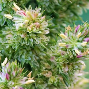 Blüten des Amarant