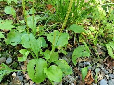 Breitwegerich Breitwegerich