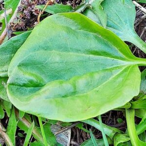 Blätter des Breitwegerich