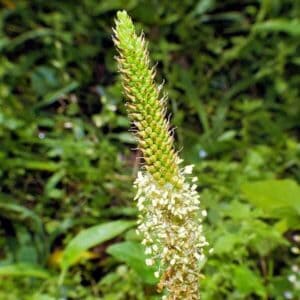 Blüte des Breitwegerich