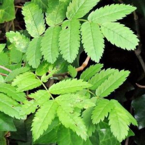 Blätter der Eberesche