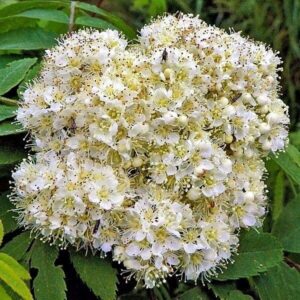 Blüten der Eberesche