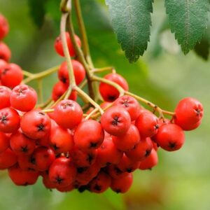 Eberesche - Früchte Früchte der Eberesche