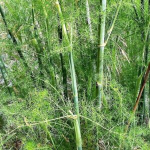 Blätter des Fenchel