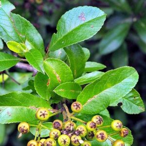 Blätter des Feuerdorn