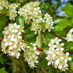 Blüten des Feuerdorn