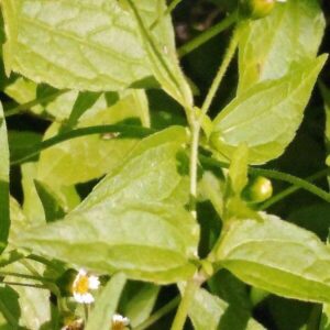 Blätter des Franzosenkraut