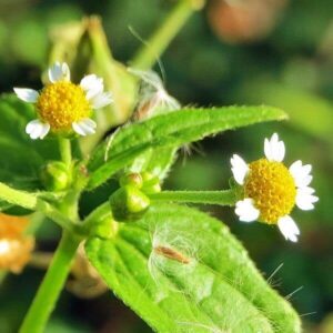 Blüten des Franzosenkraut
