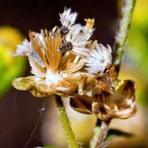 Samen des Franzosenkraut