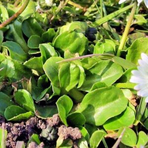 Blätter des Gänseblümchen