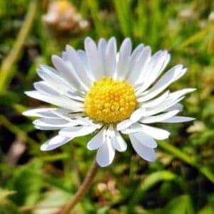 Bl&uuml;te des G&auml;nsebl&uuml;mchens