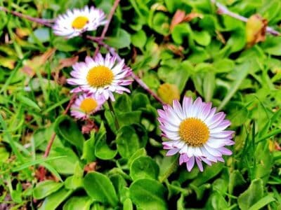 junge Gänseblümchen junge Gänseblümchen