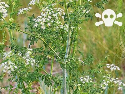 Gefleckter Schierling