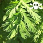 Bl&auml;tter des Gefleckter Schierling