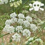 Bl&uuml;ten des Gefleckter Schierling