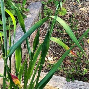 Blätter des Echten Hafers