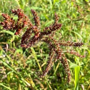 Samen der Hühnerhirse