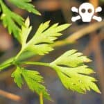 Bl&auml;tter der Hundspetersilie