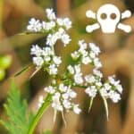 Bl&uuml;ten der Hundspetersilie