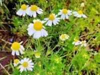 Heilpflanzen Heilpflanzen