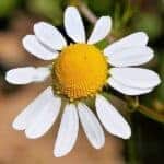 Bl&uuml;te der Kamille