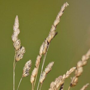 Samen des Knäuelgras