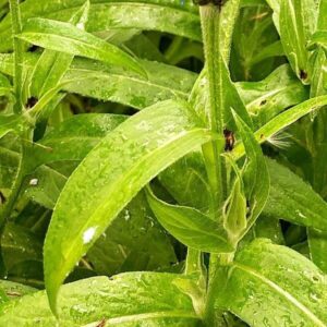 Blätter der Kornblume